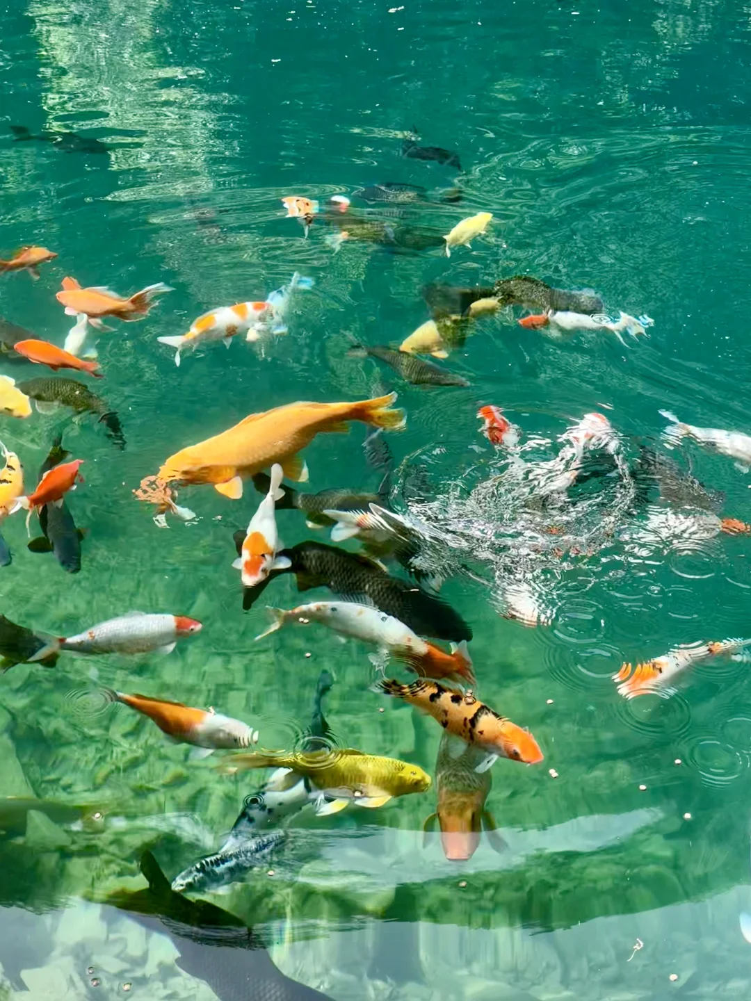 Live实况‼️小红书跟风最成功的一次！！