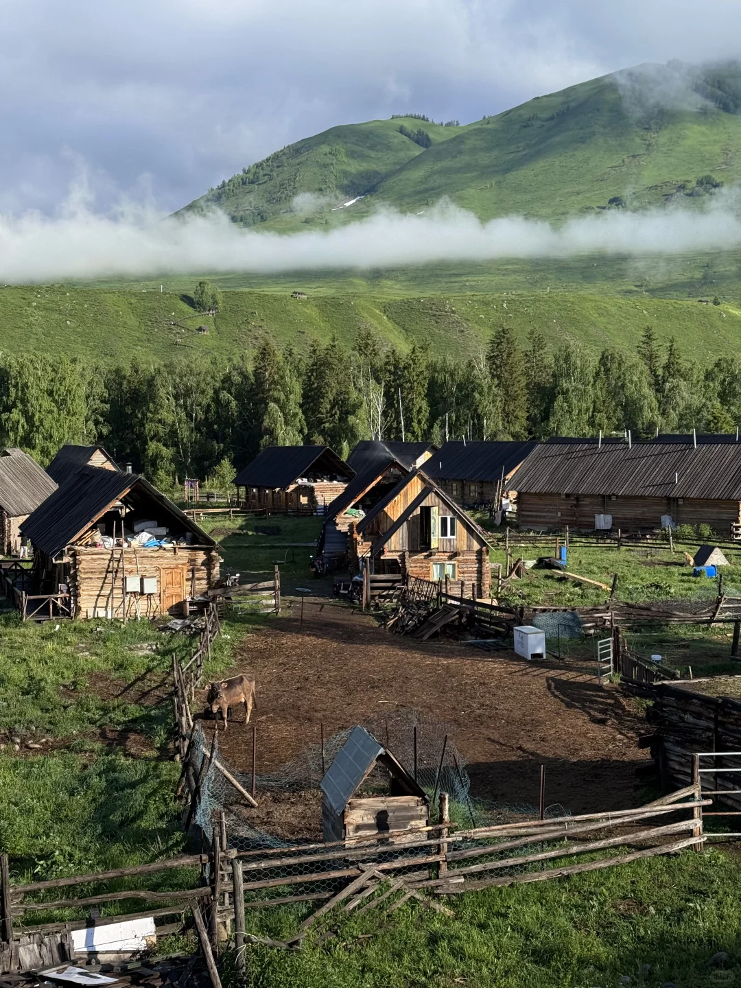 五月底的阿勒泰live