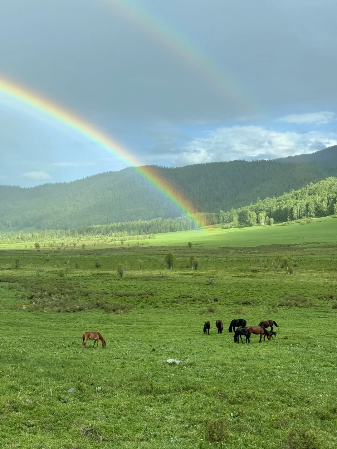 五月底的阿勒泰live