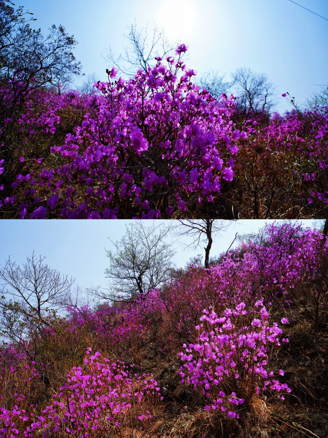 五一可以去塞罕坝乌兰布统吗？说点实在的