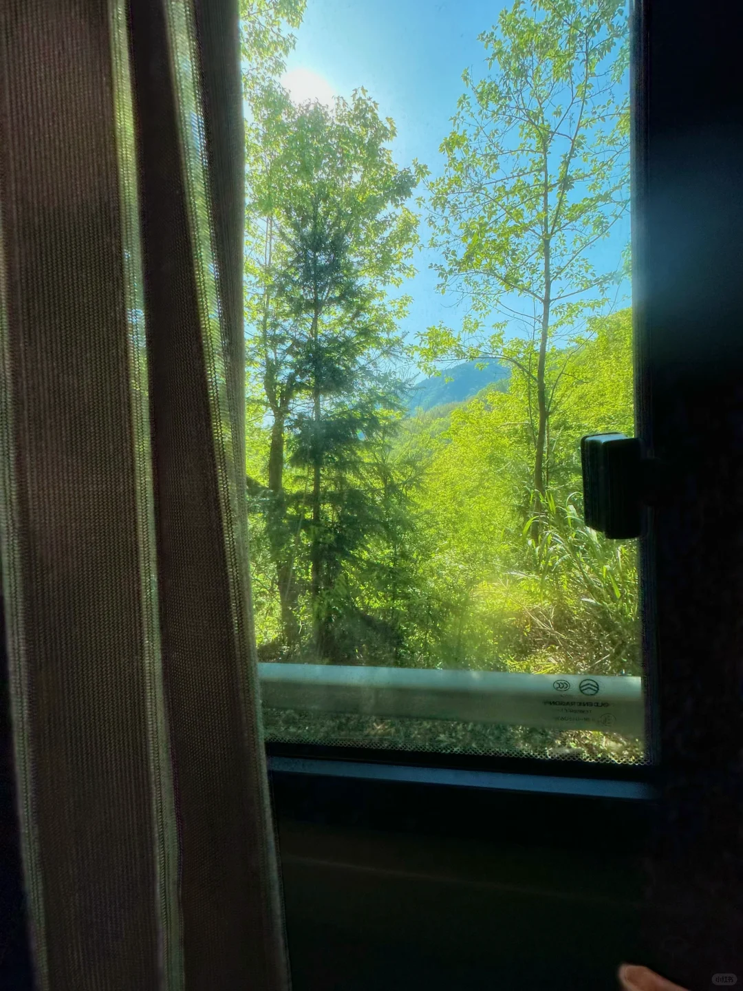 抬头！好强的树张力🍃天目山“大树王国”！