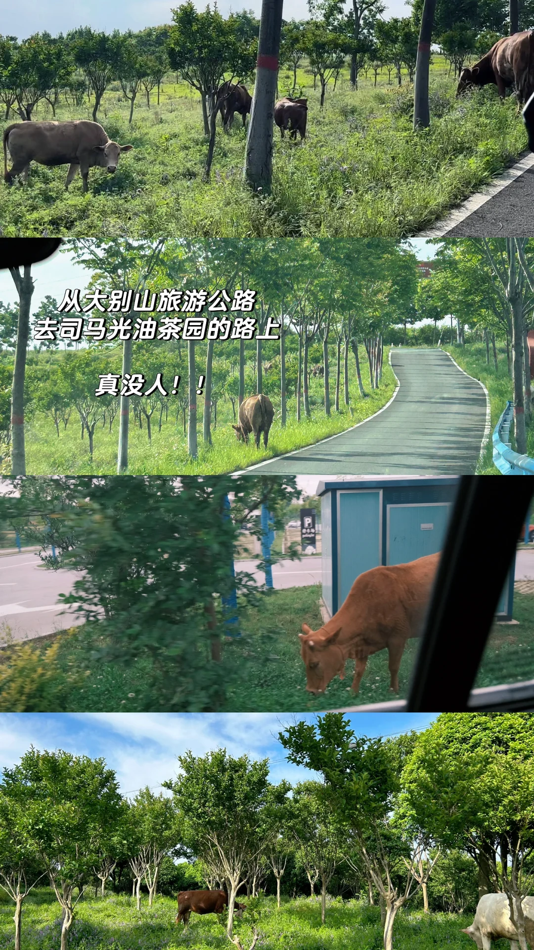 五一反向游｜河南省内小众旅行地🍃狠狠吸氧