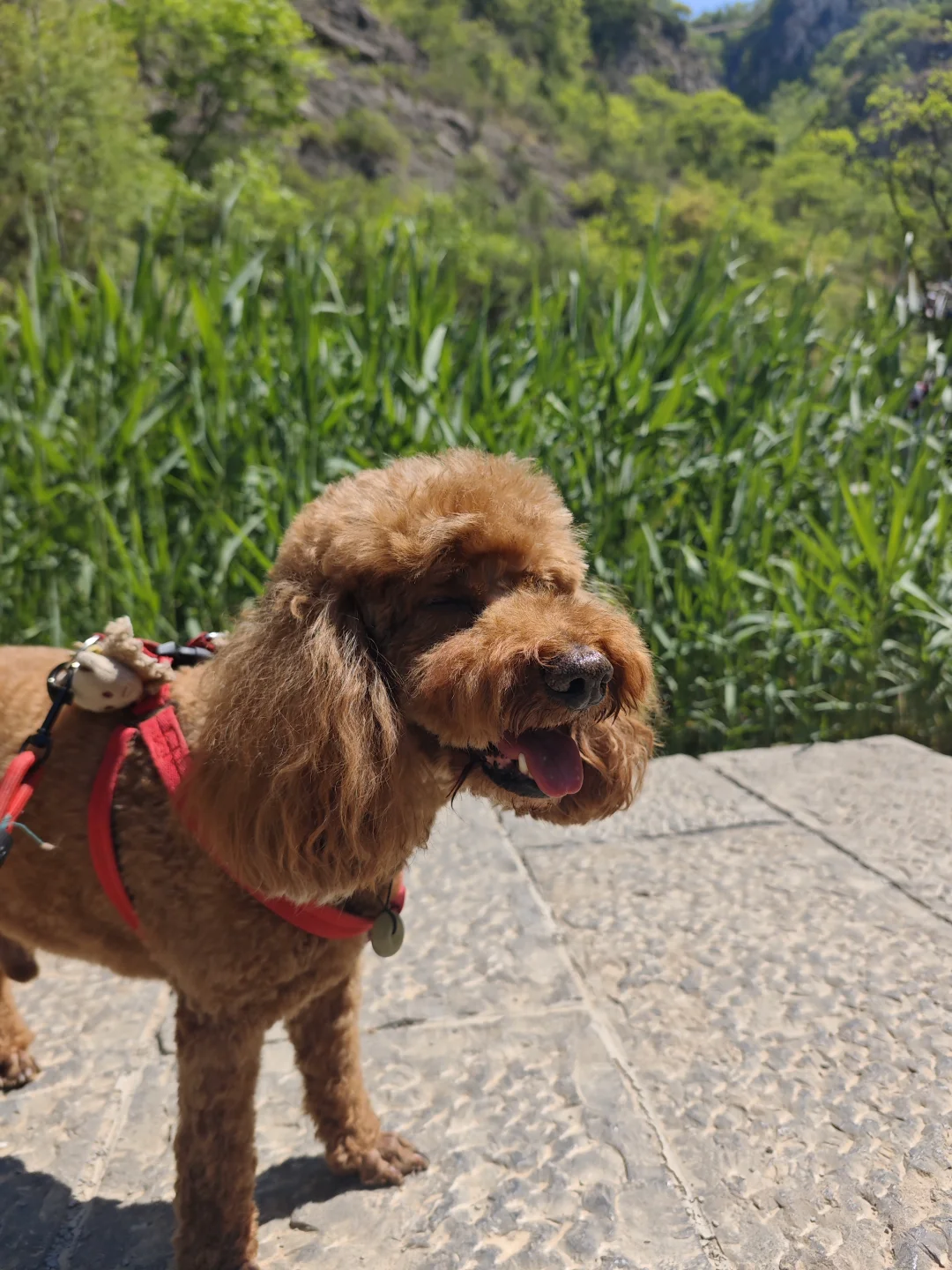 宠物友好——来淄博一定要来潭溪山