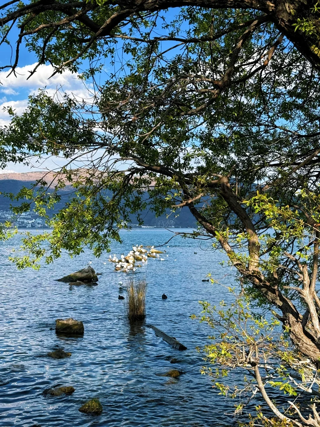 04女大📍大理三日游不走回头路线攻略❗️