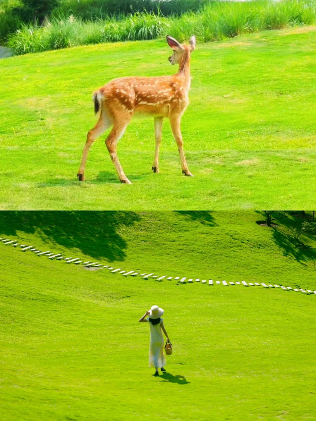 不是新西兰是成都!地铁直达现实版漫画岛!