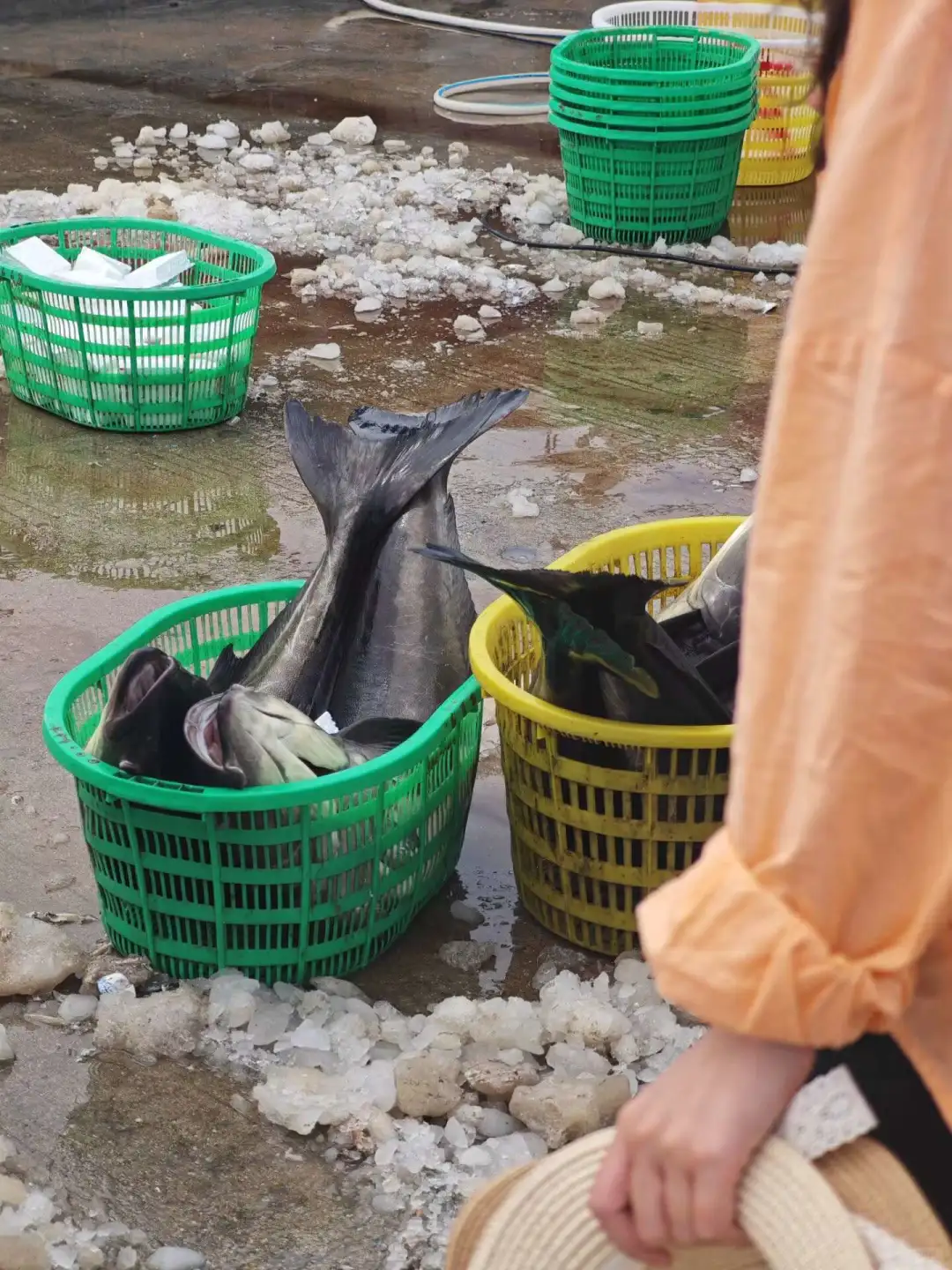 陵水5天4晚保姆级攻略，喂猴赶海🦀逛夜市