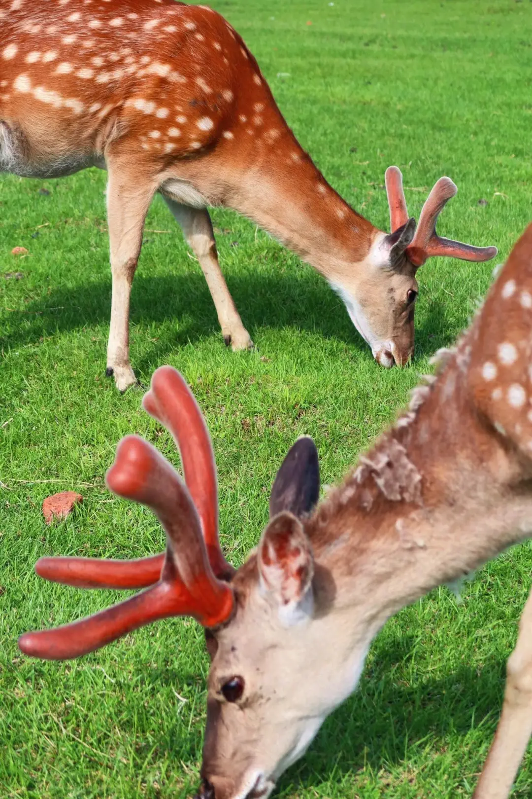 📍北国秘境被我找到了！这才是夏天的正确