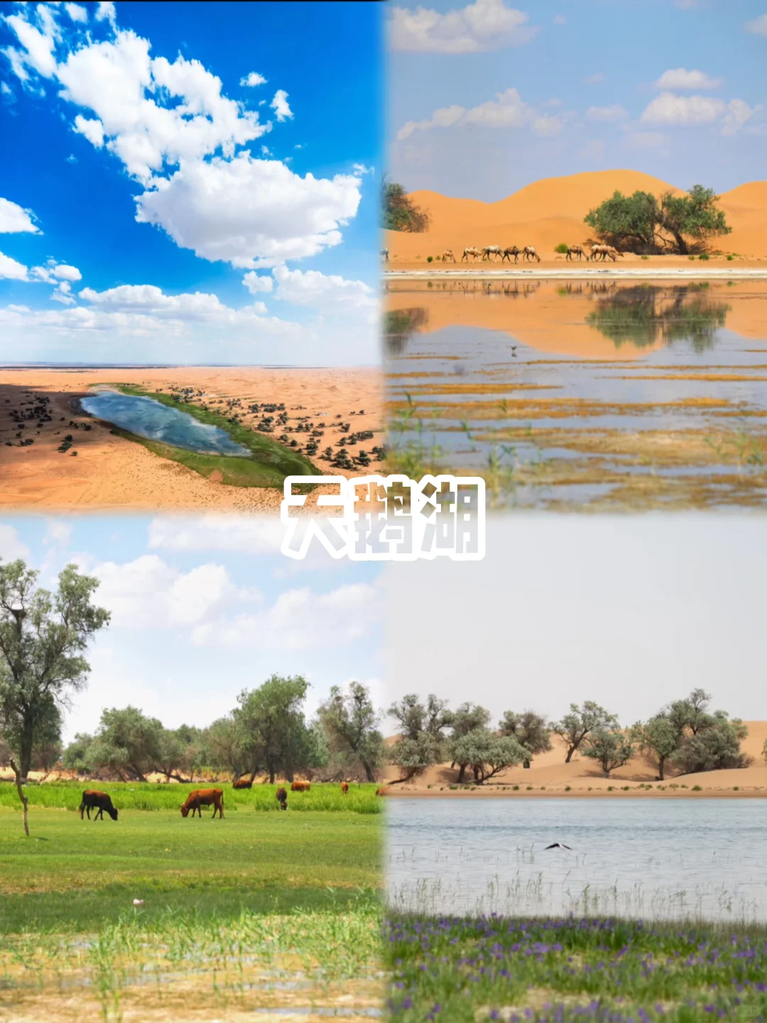 没看过《乌海》🎬但你一定要来趟乌海❗️