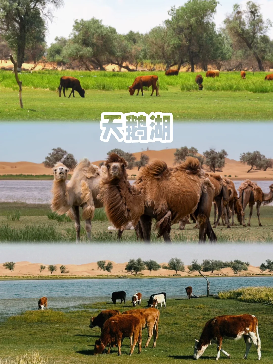 没看过《乌海》🎬但你一定要来趟乌海❗️