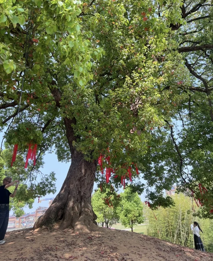 江西游记｜化身锦鲤游千年瓷都～❤️