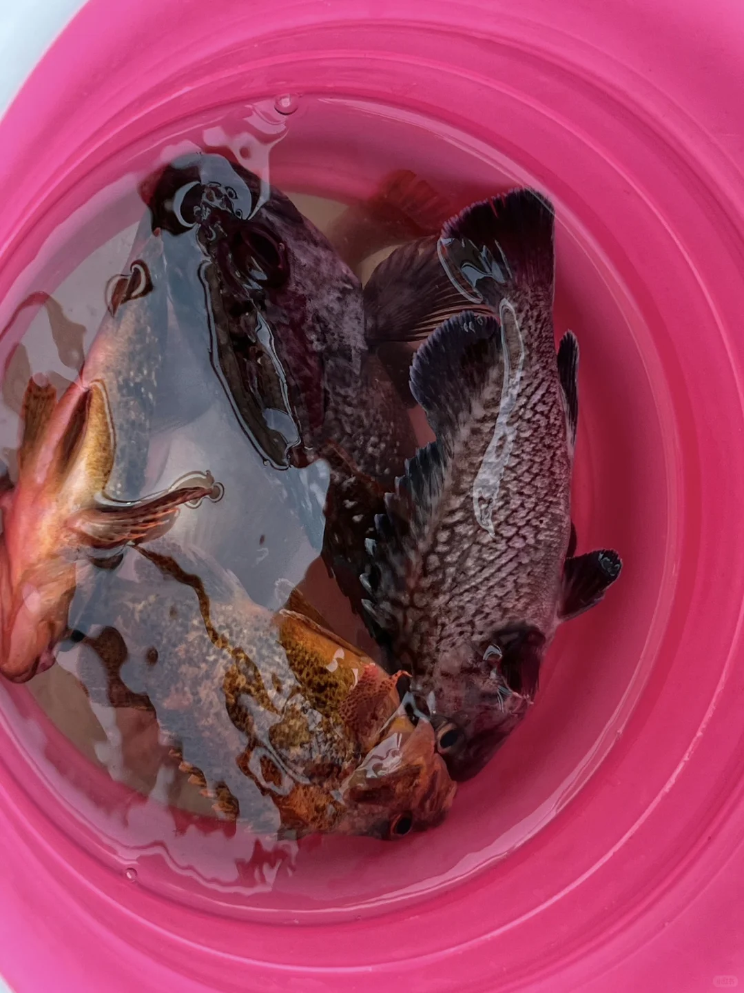 在平潭花的最值的一笔！！195💰海钓（附攻略）