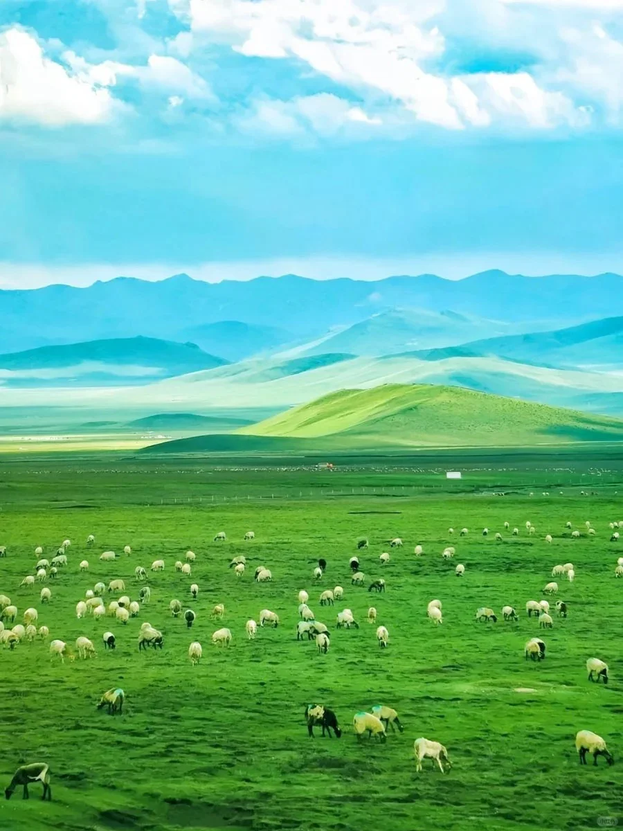 🌳比阿勒泰便宜五倍被青海低估的小众地方