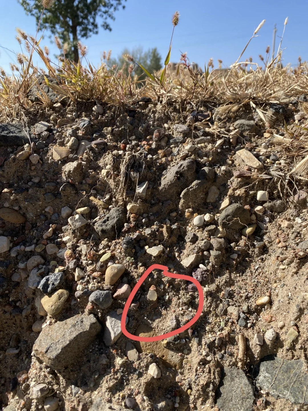 张家口阳原县捡玛瑙