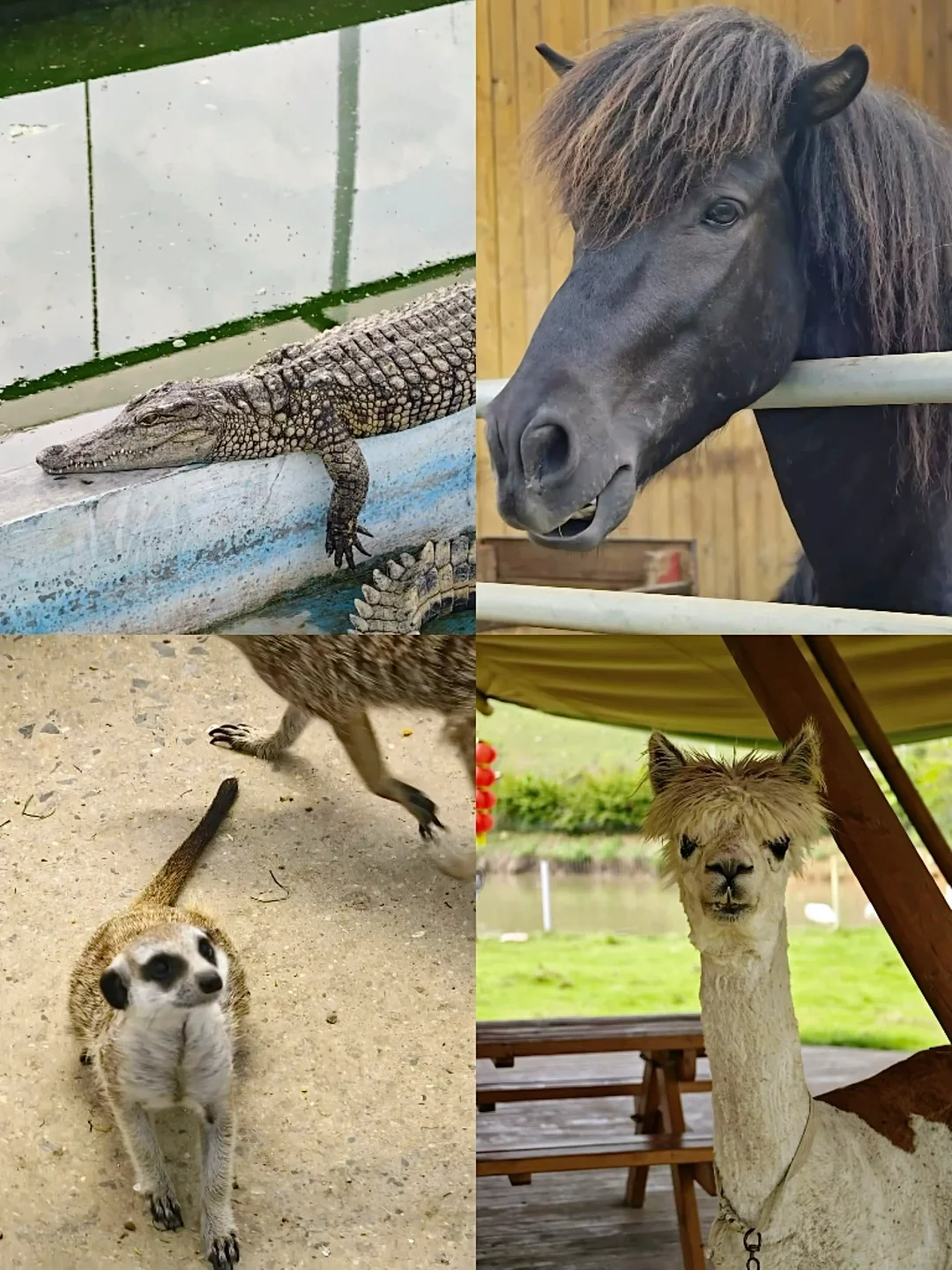 五一反向旅游｜爱死惠州这个草原游乐园了❗️