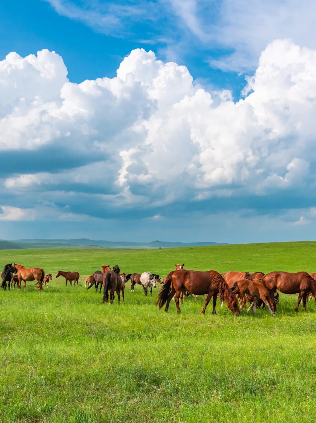 内蒙本地人私藏的5-6月旅游攻略!快码住!