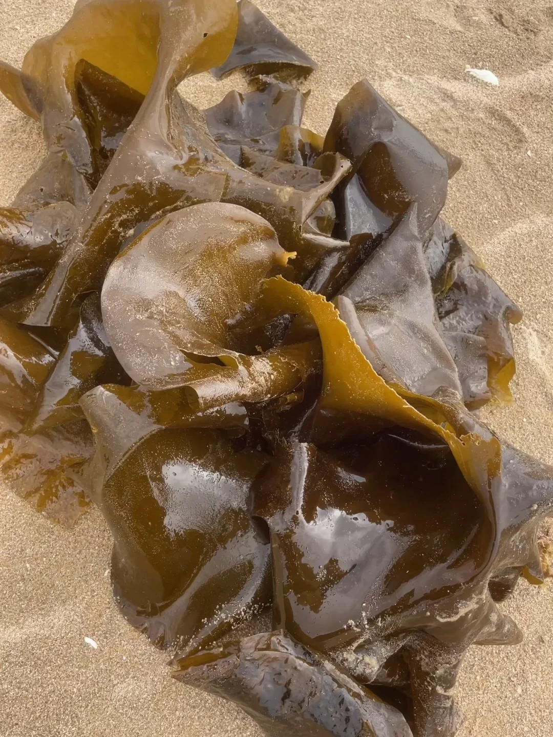 威海超强旅游路线图及旅游攻略请查收！