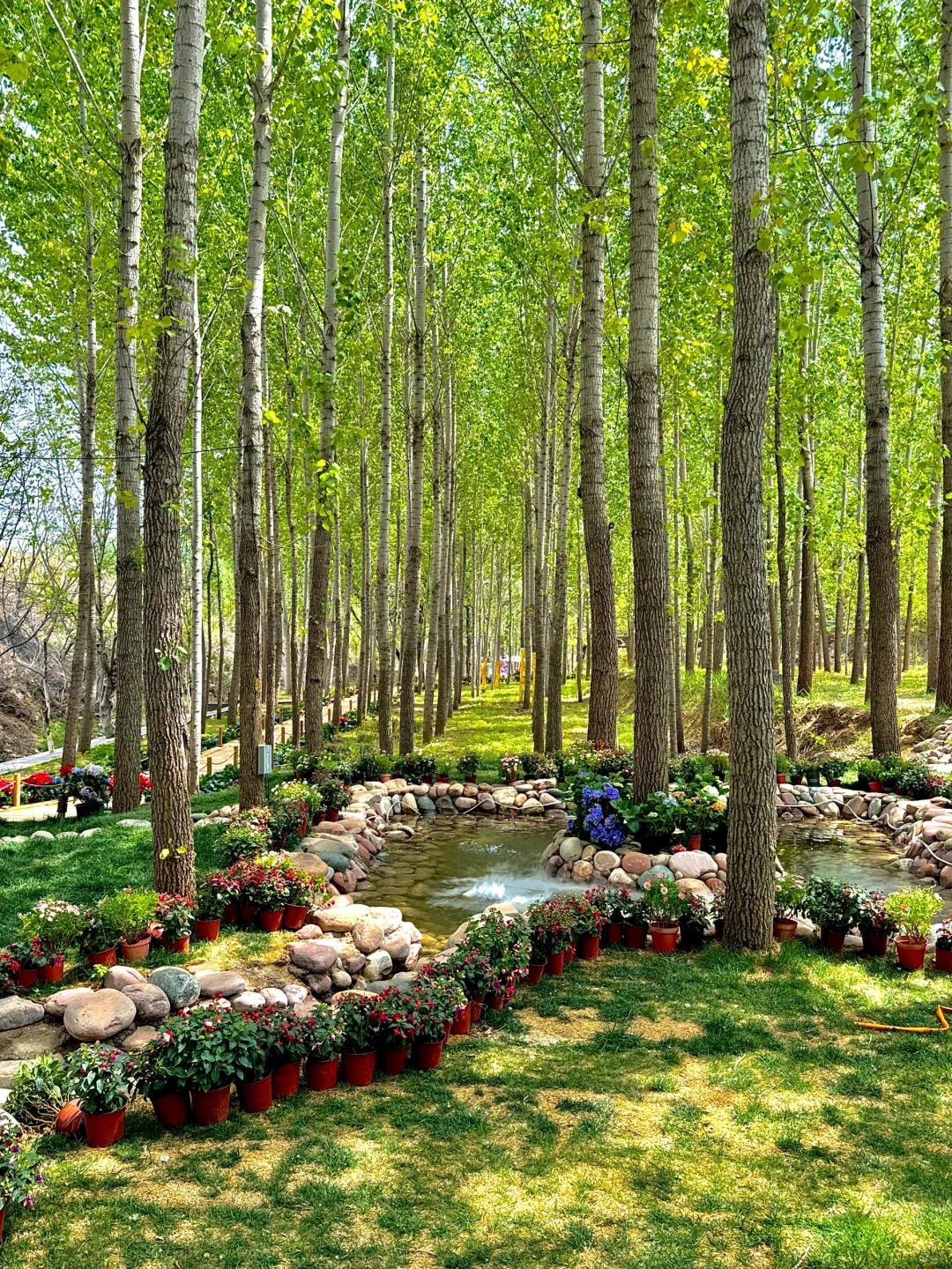 假期就去这!竟然有这么美的莫奈花园!💐