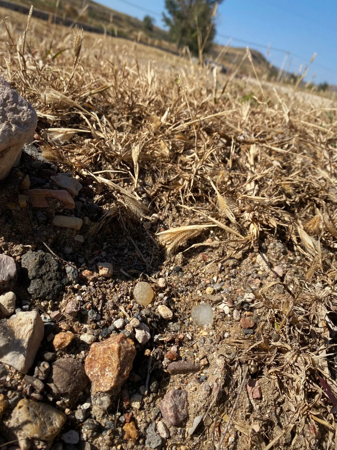 张家口阳原县捡玛瑙