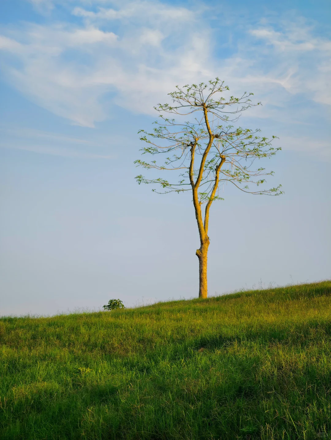 五一反向旅游｜爱死惠州这个草原游乐园了❗️