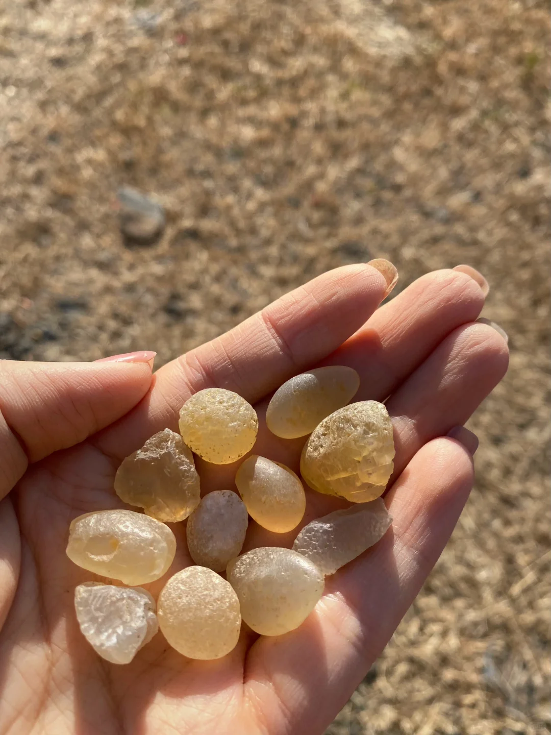 张家口阳原县捡玛瑙