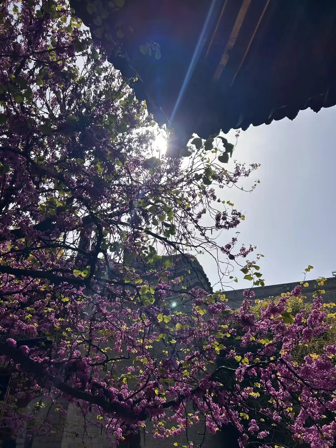 04男大📍西安三天两夜保姆级攻略❗️❗️