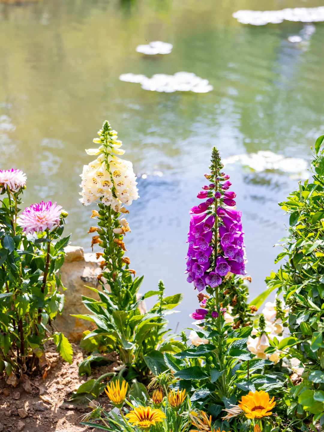 啊啊啊山东也有了‼️超酷丛林飞车全程尖叫