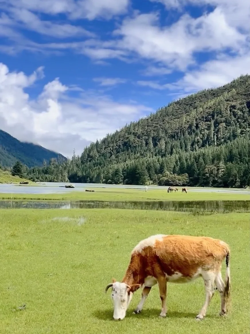 live直出📍以为甲根坝够美了！直到我来了这
