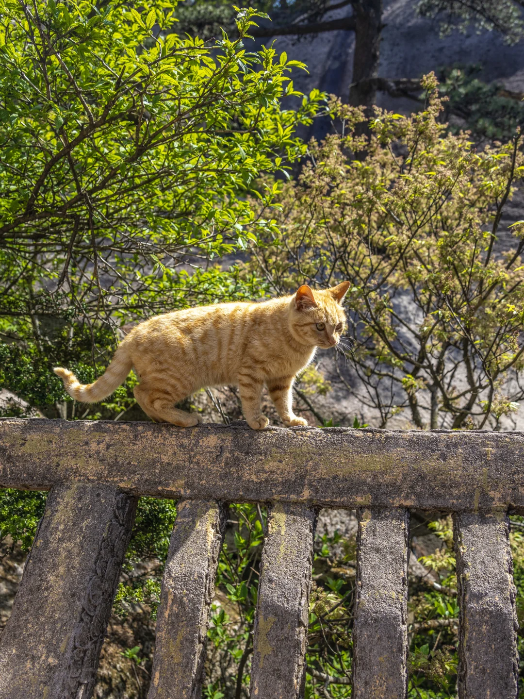 比起黄山！我更爱这座李白都二刷的仙山！