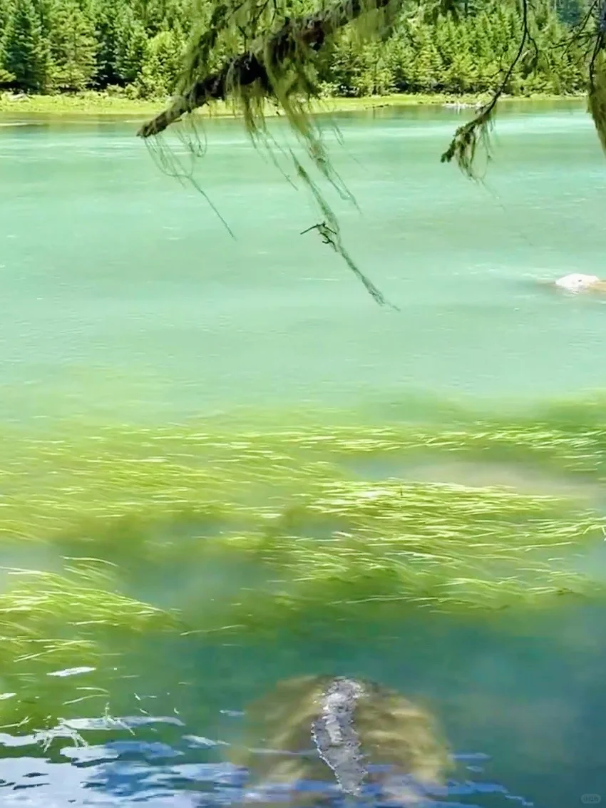 live直出📍以为甲根坝够美了！直到我来了这