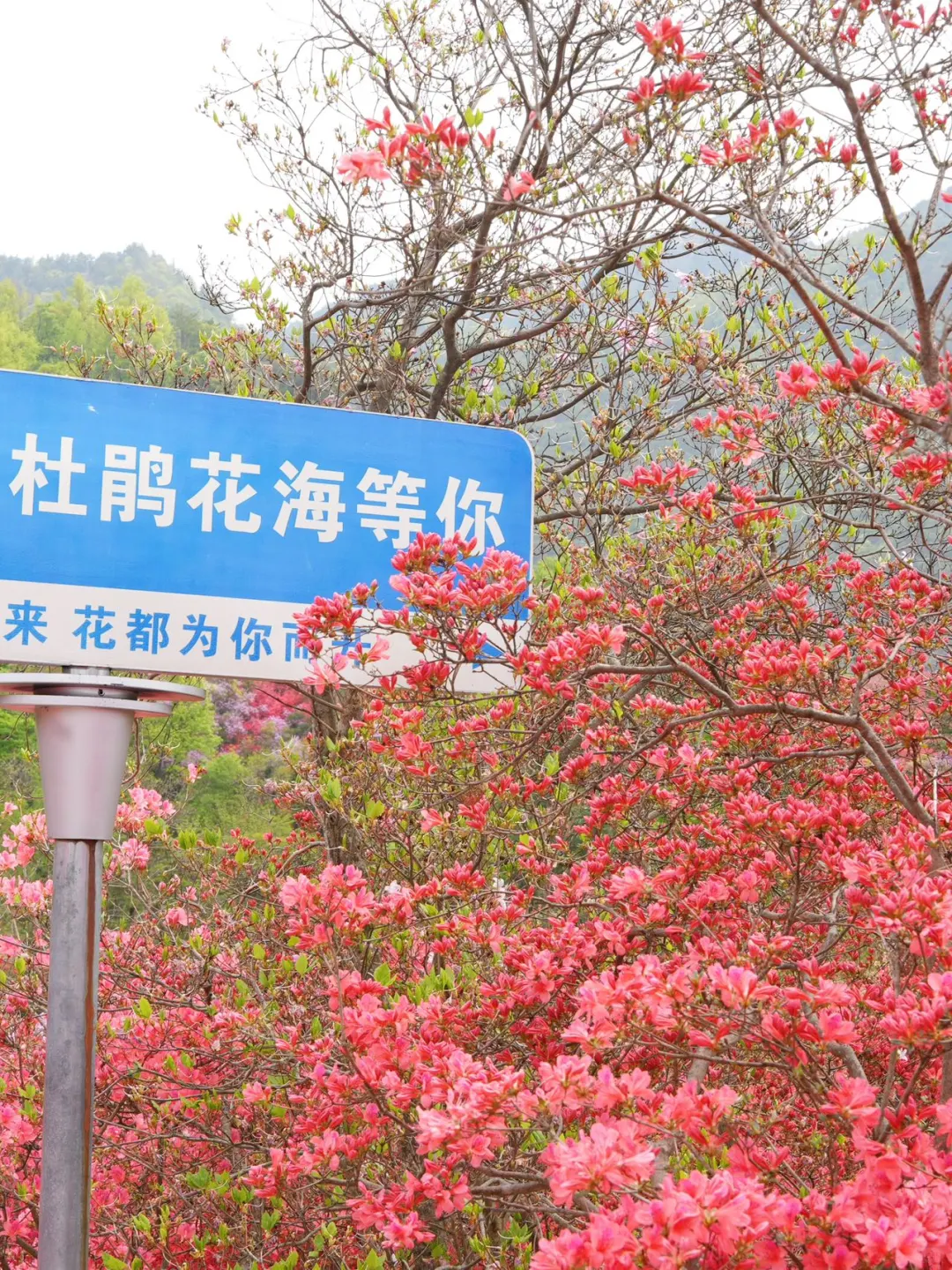 五一避开人潮！闯入现实版绿野仙踪！！