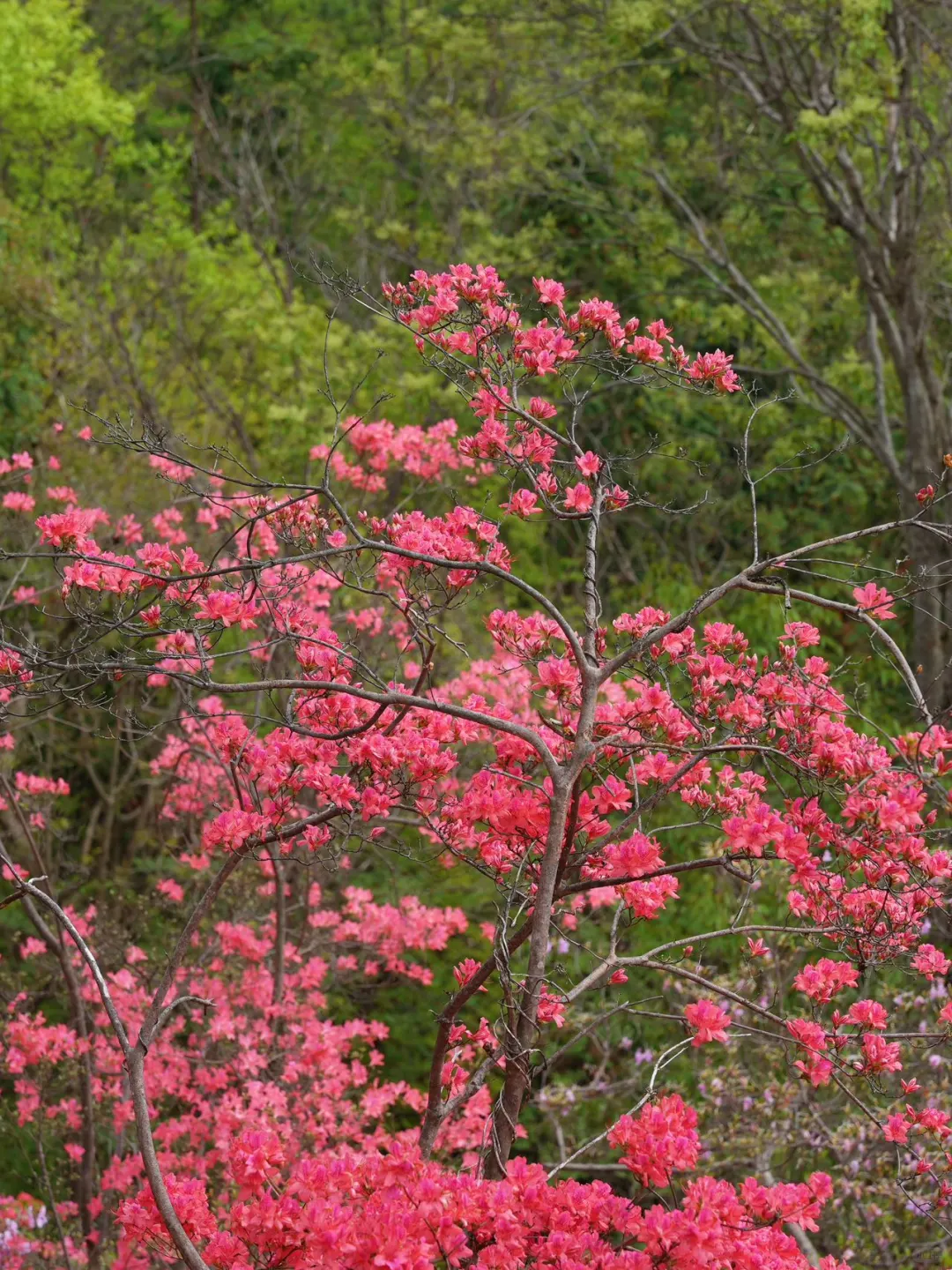 五一避开人潮！闯入现实版绿野仙踪！！