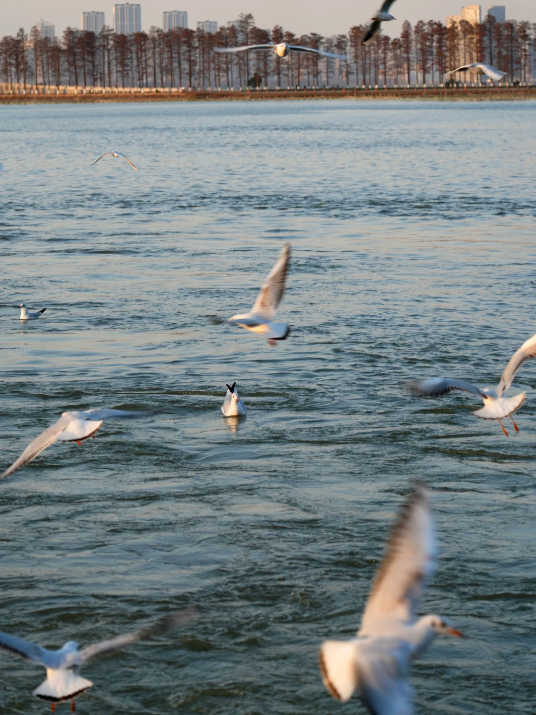 听劝！来东湖几百次，不做攻略等于白来😅
