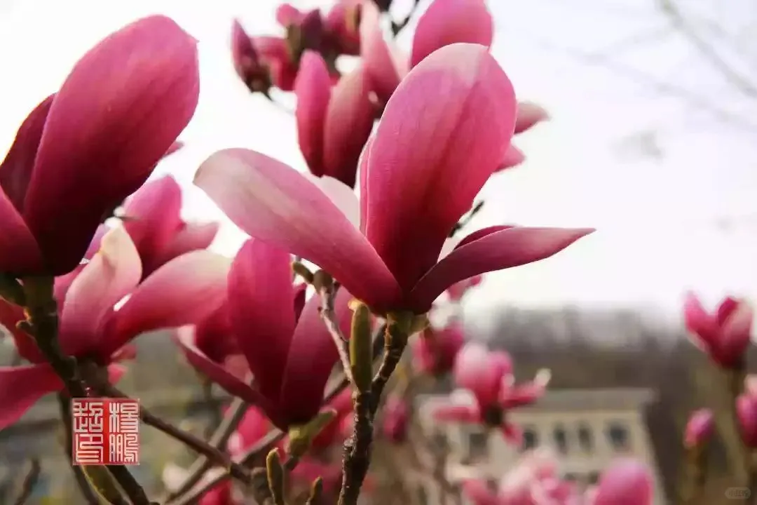 误入人间宫阙，邂逅绝美落霞