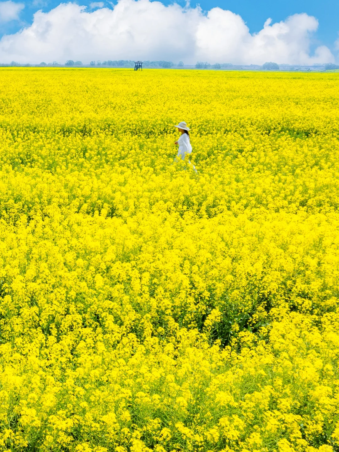 扬州已经很美了|直到来到汪曾祺笔下的高邮