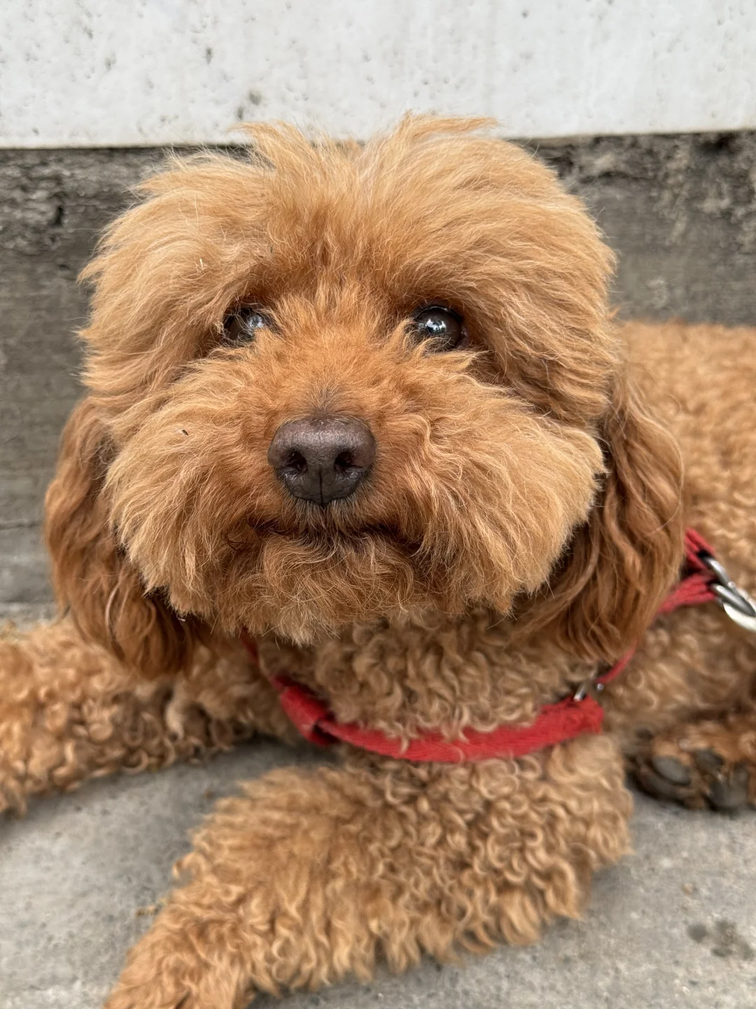 川行｜川北门户——广元