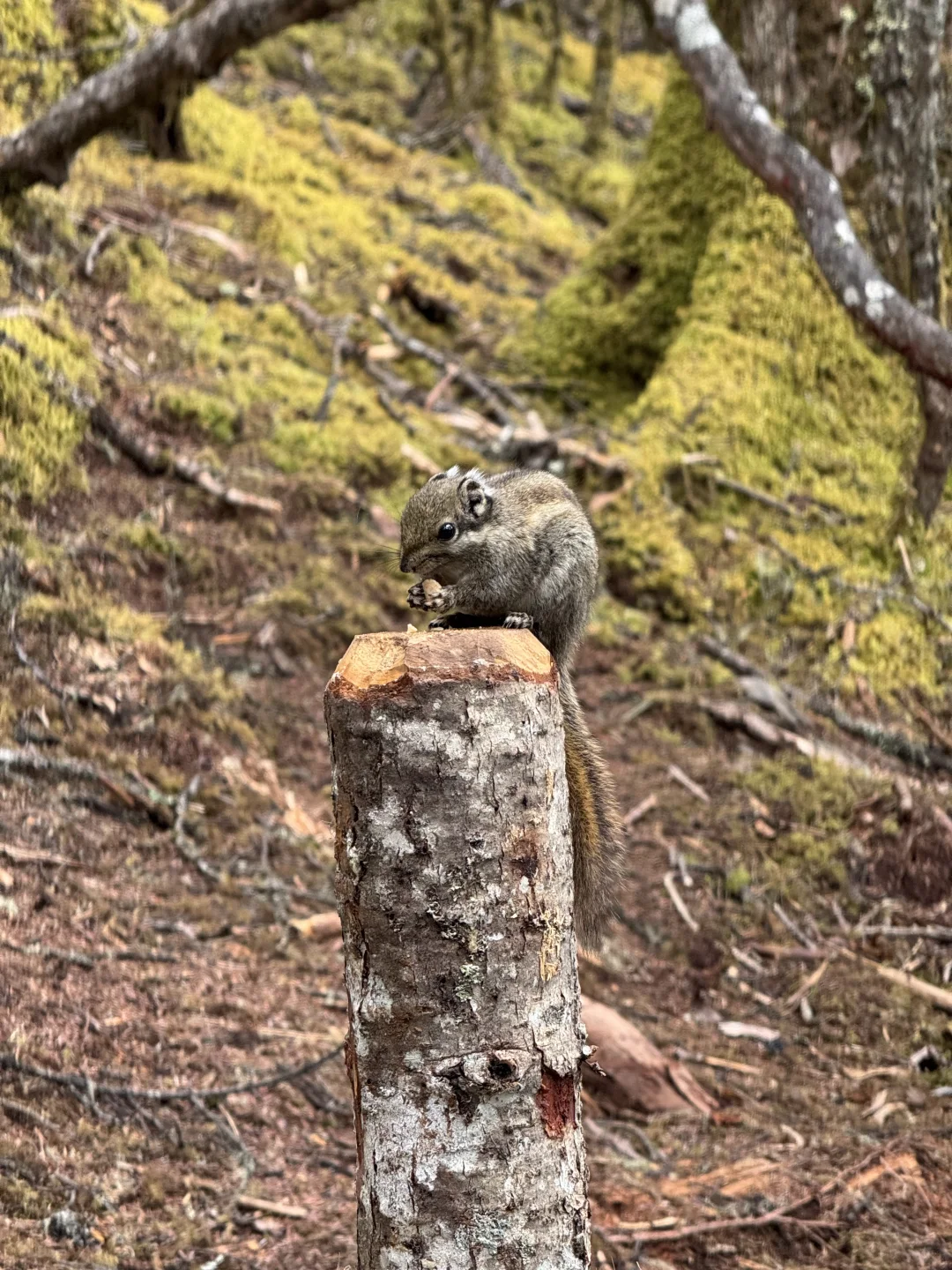 无底湖 5月4日实况 非常值得
