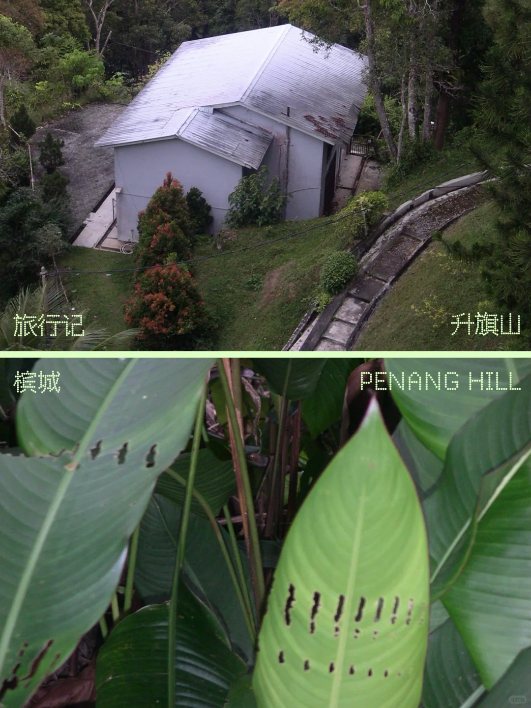 旅行记⁰¹ ✹掉落在槟岛热带 雨林里尽力呼吸