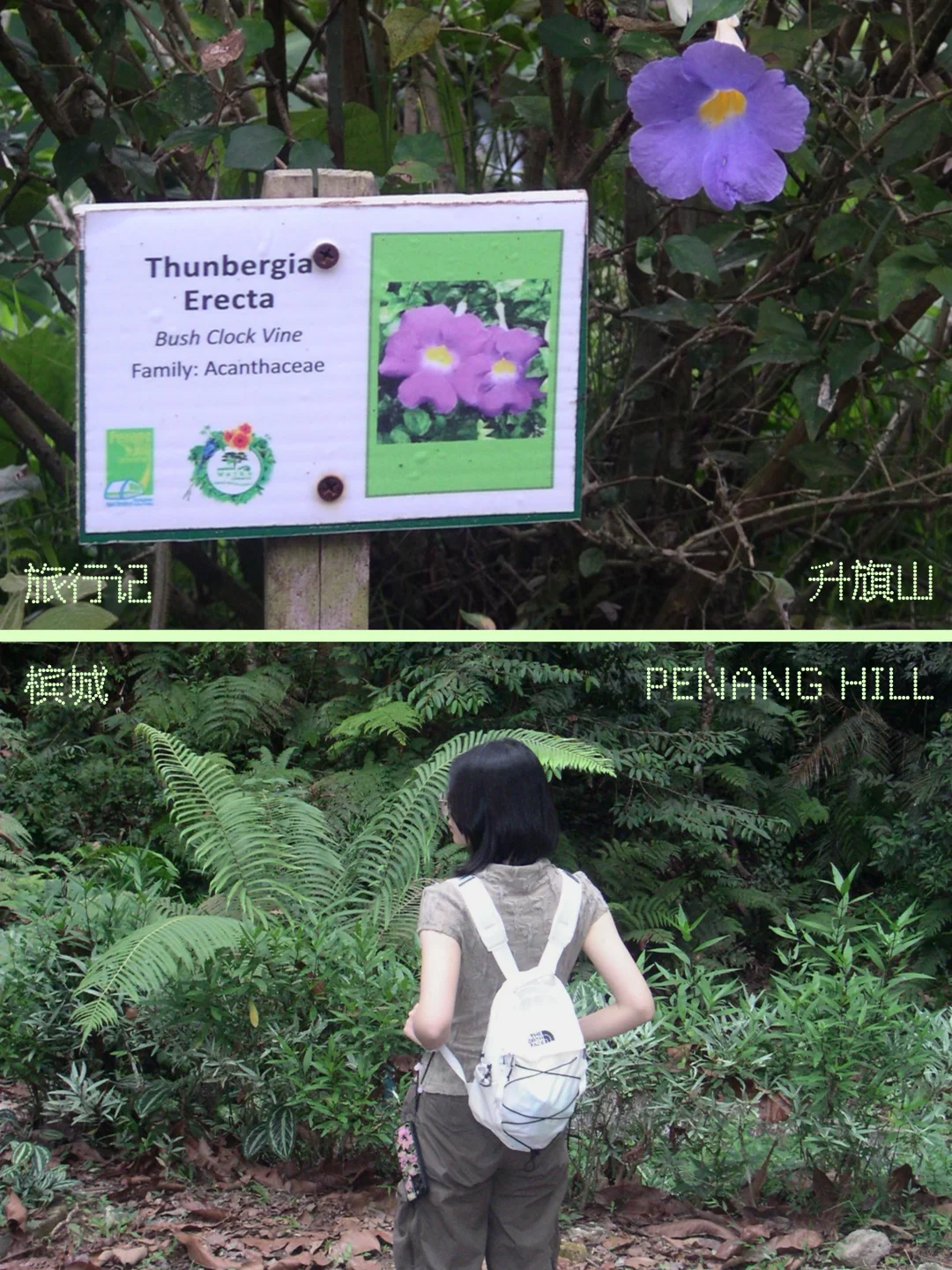旅行记⁰¹ ✹掉落在槟岛热带 雨林里尽力呼吸
