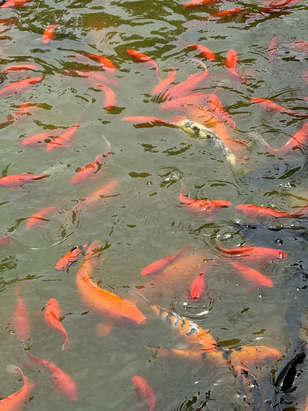 川行｜川北门户——广元