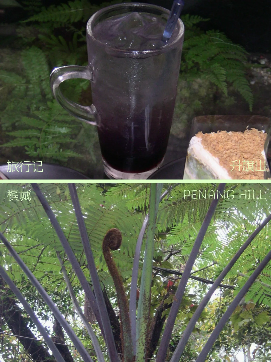 旅行记⁰¹ ✹掉落在槟岛热带 雨林里尽力呼吸