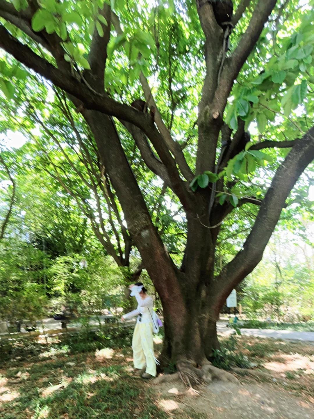 黄果树瀑布真是不去胜似去