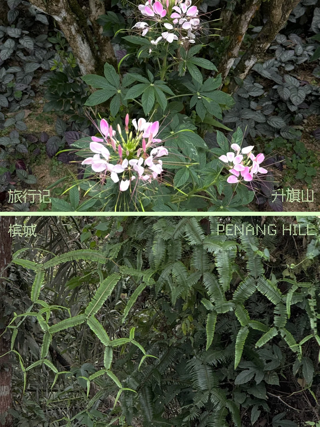 旅行记⁰¹ ✹掉落在槟岛热带 雨林里尽力呼吸