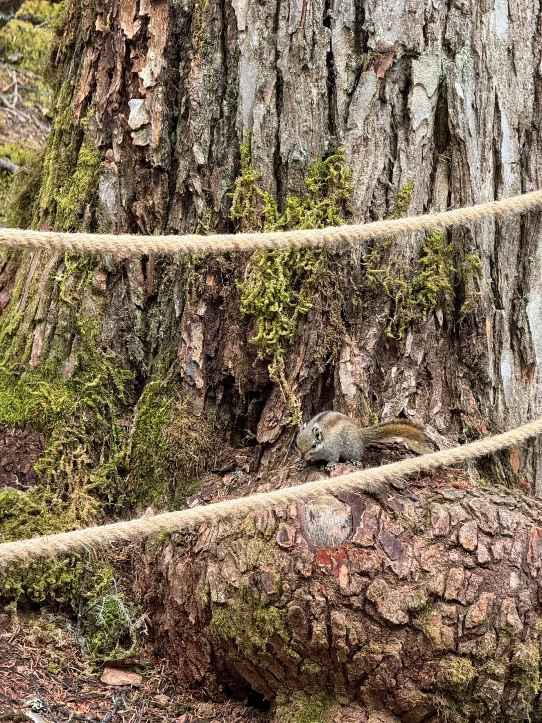 无底湖 5月4日实况 非常值得
