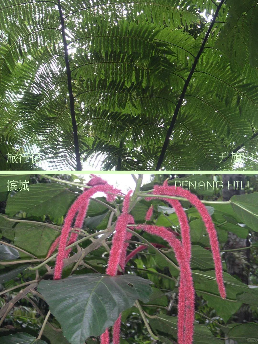 旅行记⁰¹ ✹掉落在槟岛热带 雨林里尽力呼吸