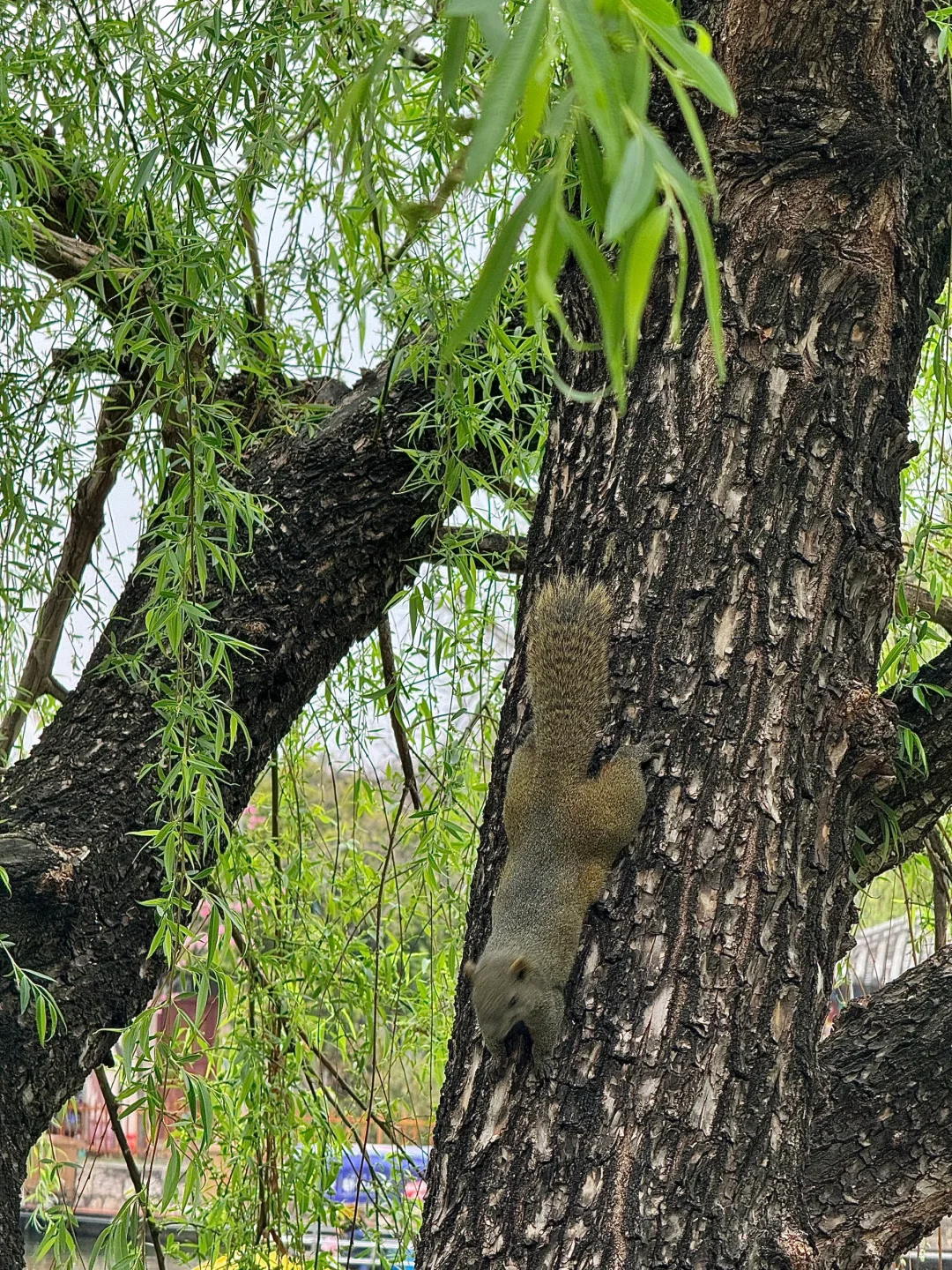 昆明你以为很贵，其实免费的9个牛逼地方……