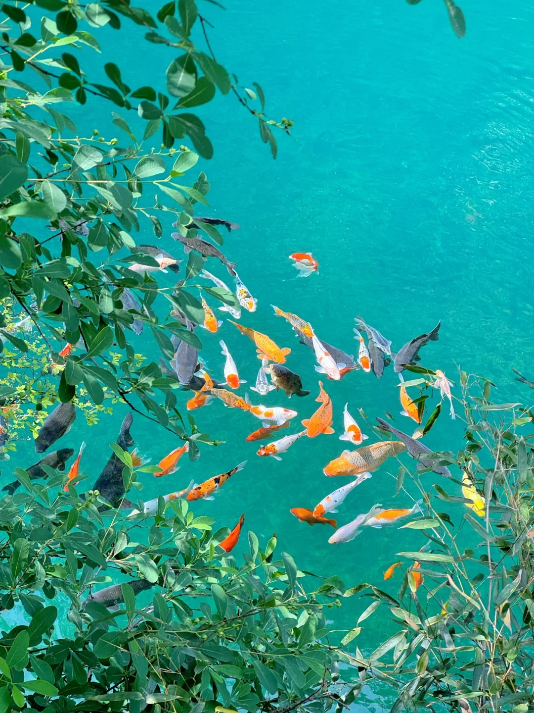 4.26live‼️小红书跟风最成功的一次