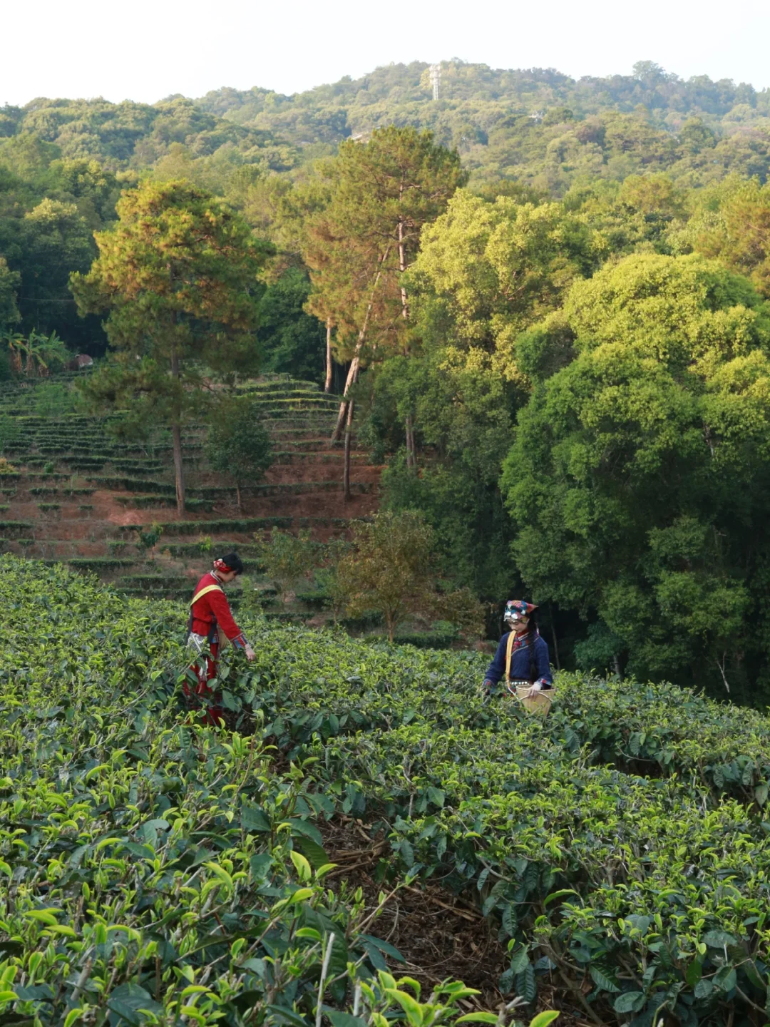 五一Get跑男同款🌿普洱茶马古