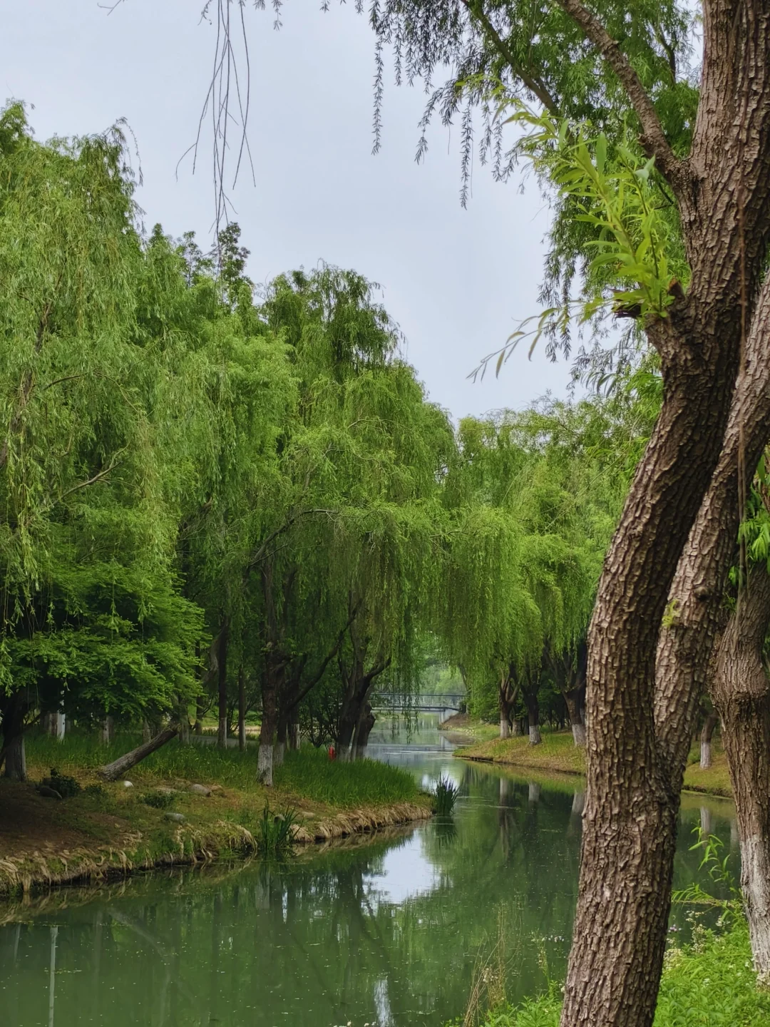 这不是镰仓，是全长393公里的太湖🌊