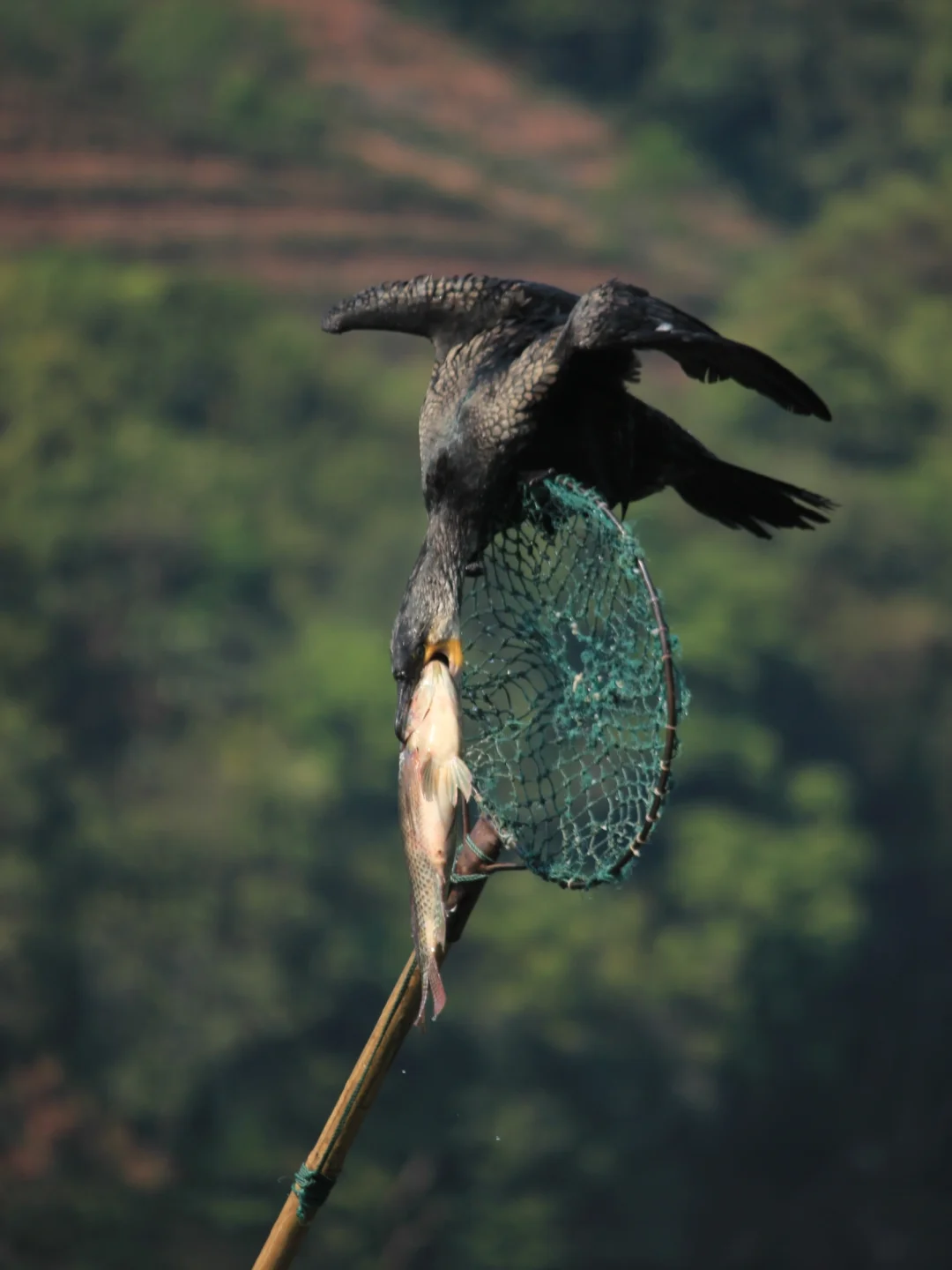 五一Get跑男同款🌿普洱茶马古
