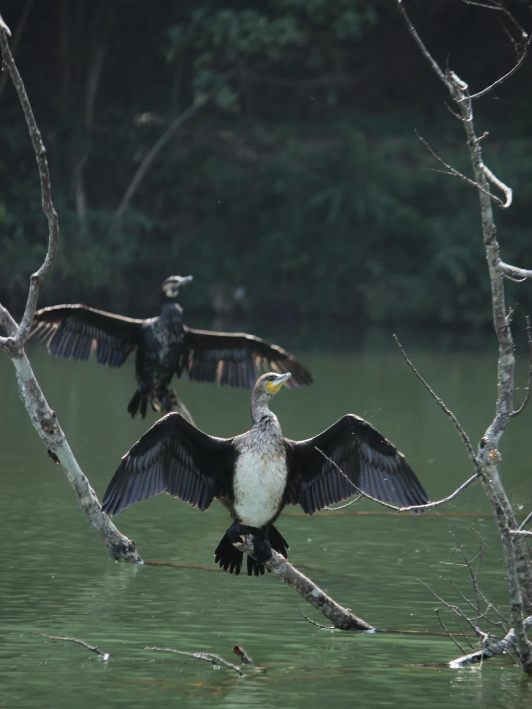 五一Get跑男同款🌿普洱茶马古